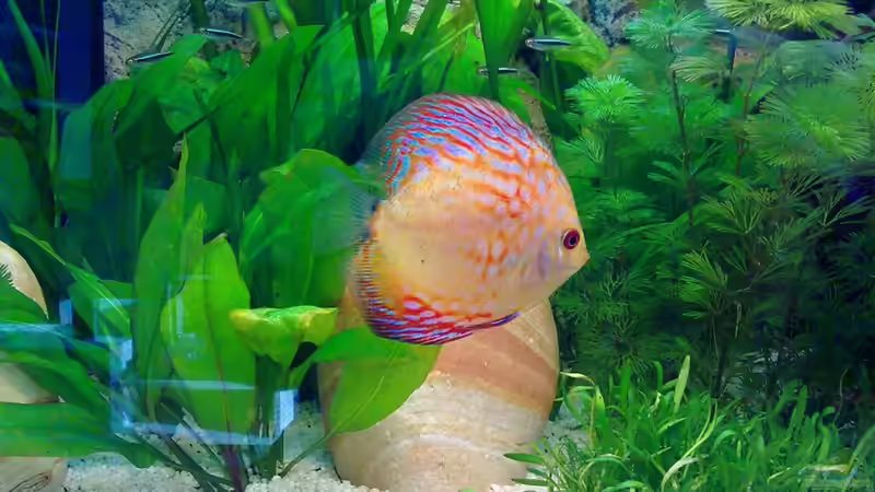 Besatz im Aquarium Becken 16462 von Zeljko Jovanovic (46)