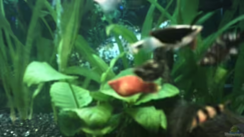 Besatz im Aquarium Becken 1649 von Stefan von Oettingen (6)