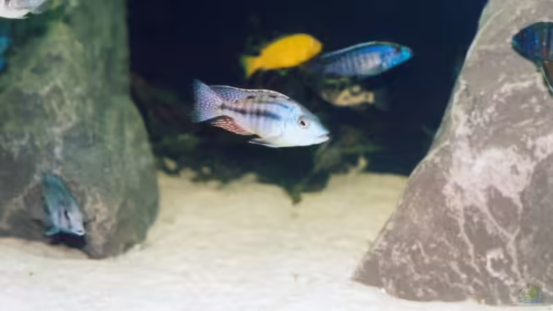 Besatz im Aquarium Becken 165 von Thomas Lenzhölzer (10)