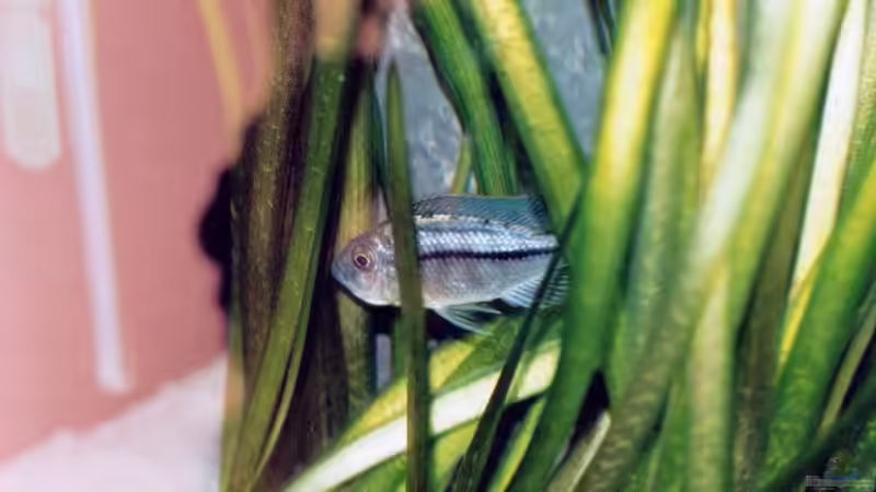 Besatz im Aquarium Becken 165 von Thomas Lenzhölzer (13)