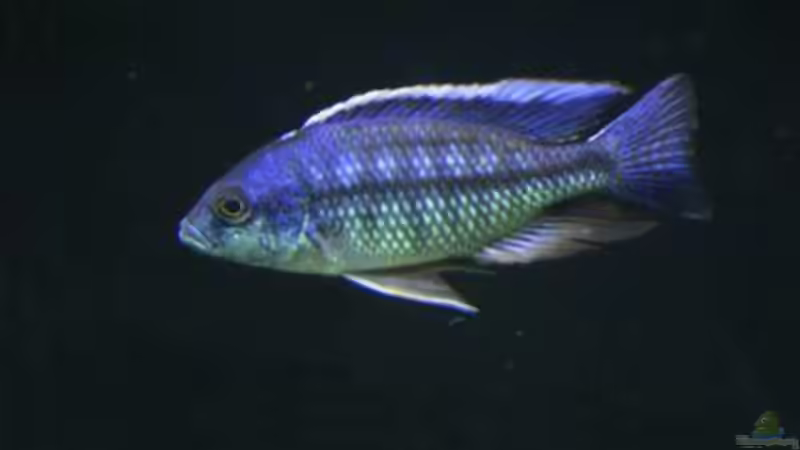 Besatz im Aquarium Becken 165 von Thomas Lenzhölzer (14)