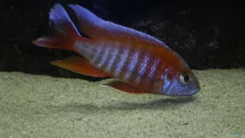 Besatz im Aquarium Becken 165 von Thomas Lenzhölzer (15)