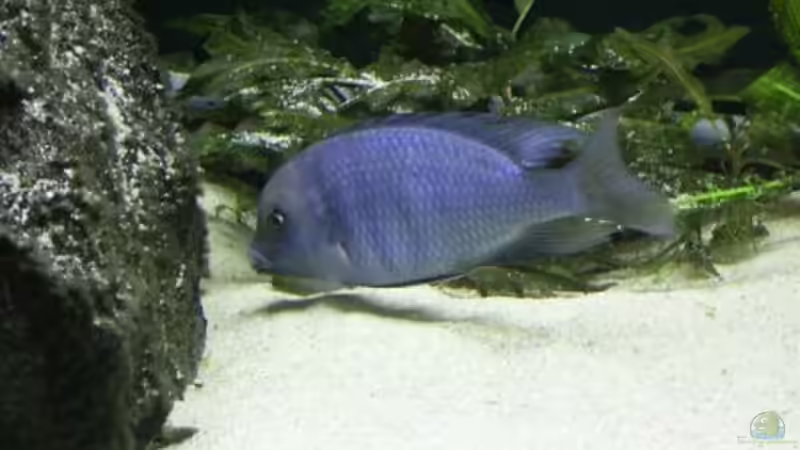 Besatz im Aquarium Becken 165 von Thomas Lenzhölzer (16)