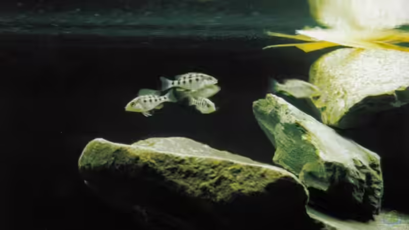 Besatz im Aquarium Becken 165 von Thomas Lenzhölzer (8)