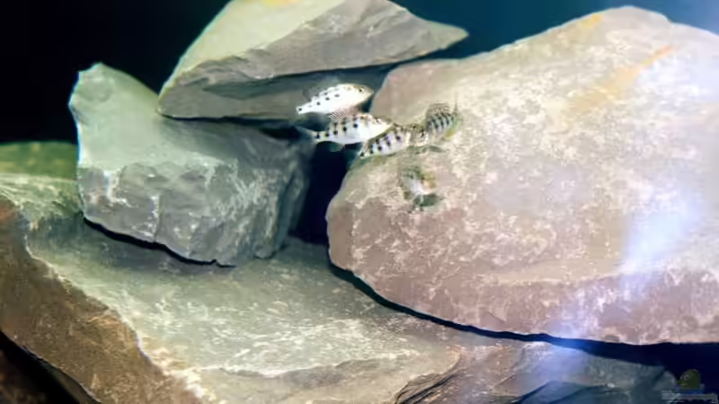 Besatz im Aquarium Becken 165 von Thomas Lenzhölzer (9)