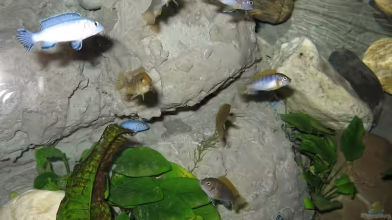 Besatz im Aquarium Becken 1650 von Björn Bönsch (25)