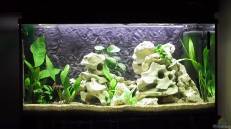 Besatz im Aquarium Becken 1654 von Alwin Schuster (11)