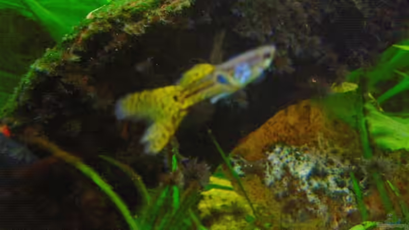 Besatz im Aquarium Becken 1654 von Alwin Schuster (12)