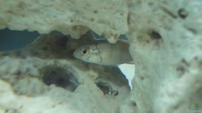 Besatz im Aquarium Becken 16574 von yellow (3)