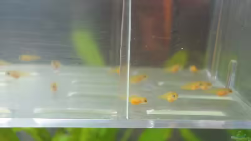 Besatz im Aquarium Becken 16574 von yellow (5)