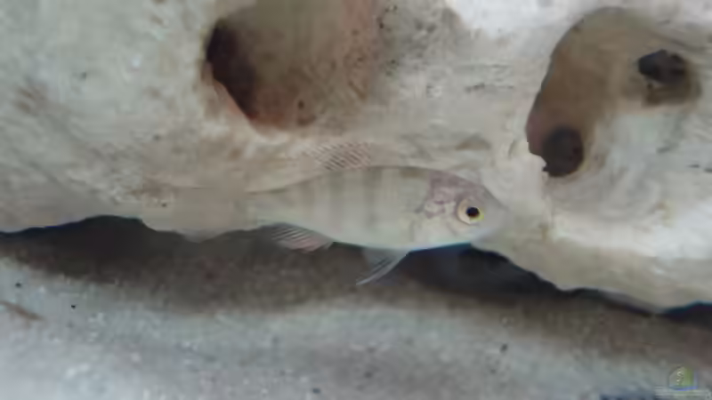 Besatz im Aquarium Becken 16574 von yellow (6)