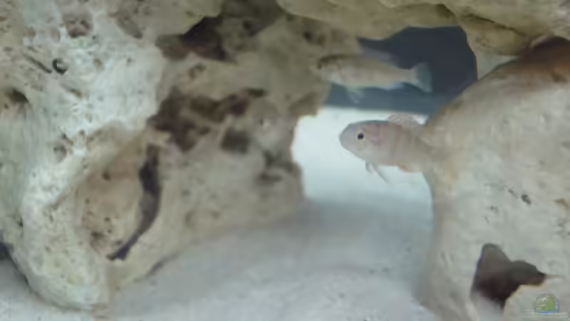 Besatz im Aquarium Becken 16574 von yellow (7)