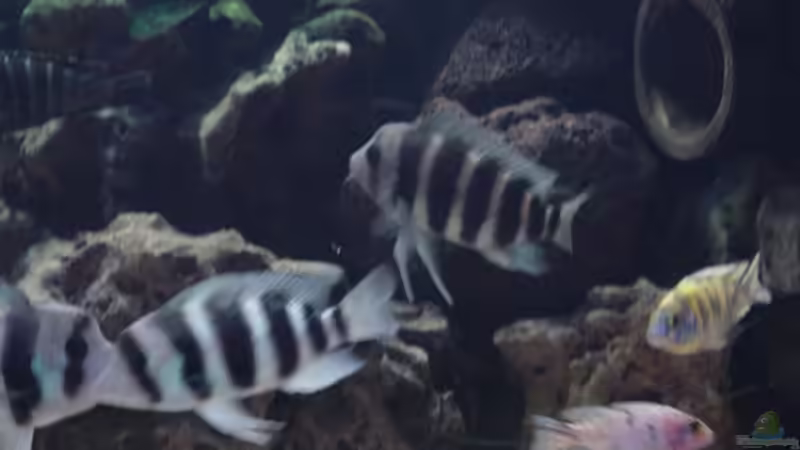 Besatz im Aquarium Becken 166 von Sandra Pipper (11)