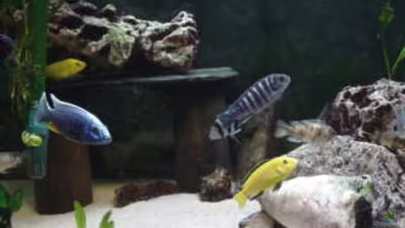 Besatz im Aquarium Becken 166 von Sandra Pipper (6)