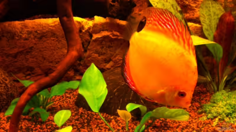 Besatz im Aquarium Becken 16618 von Daniel O. (17)