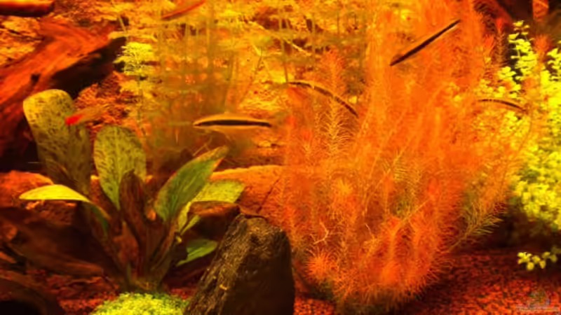 Besatz im Aquarium Becken 16618 von Daniel O. (18)