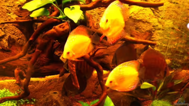 Besatz im Aquarium Becken 16618 von Daniel O. (19)