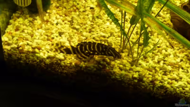 Besatz im Aquarium Becken 16650 von Josef Braun (36)