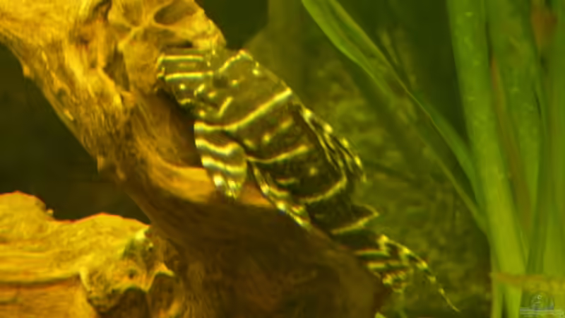 Besatz im Aquarium Becken 16650 von Josef Braun (37)