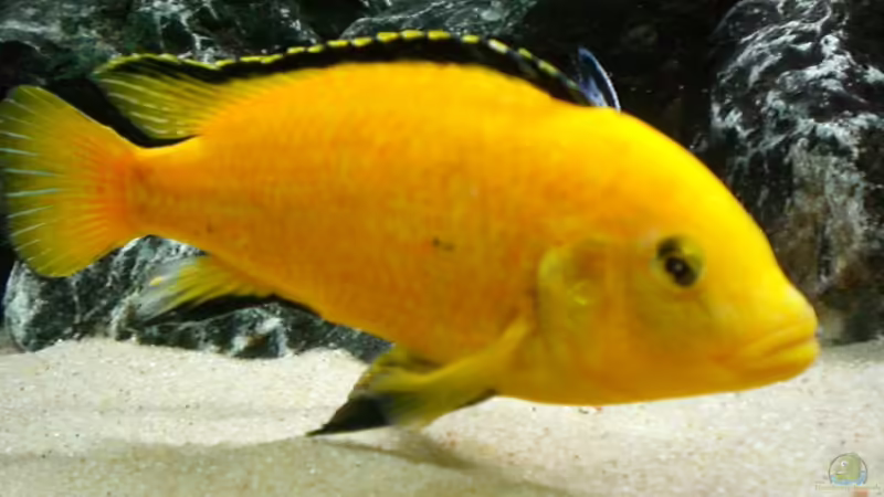 Besatz im Aquarium Becken 16651 von Thomas Dietrich (25)