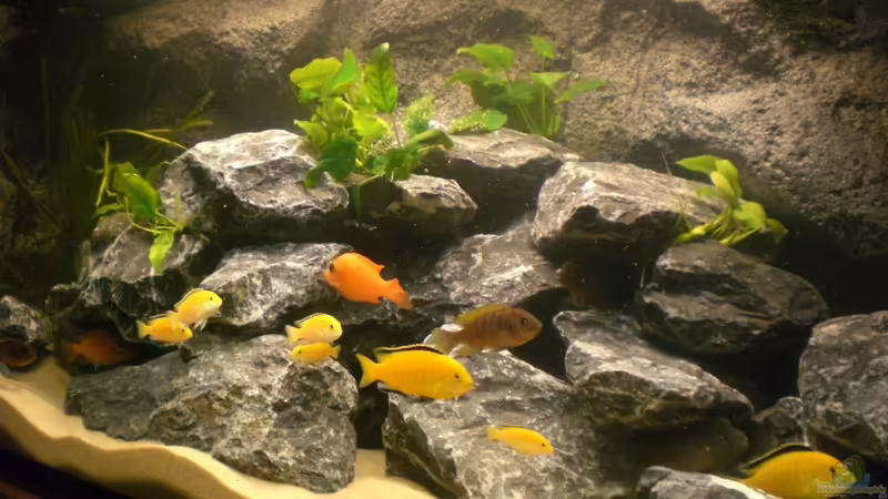 Besatz im Aquarium Becken 16651 von Thomas Dietrich (31)