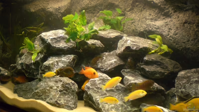 Besatz im Aquarium Becken 16651 von Thomas Dietrich (32)