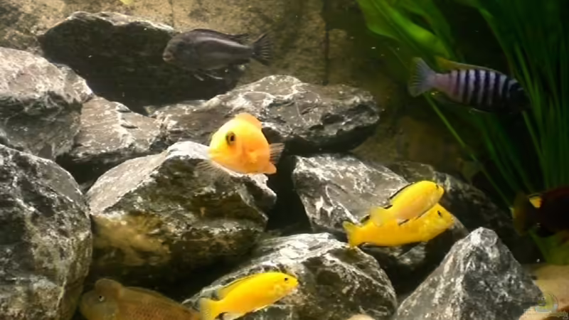 Besatz im Aquarium Becken 16651 von Thomas Dietrich (34)