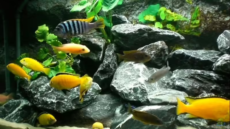 Besatz im Aquarium Becken 16651 von Thomas Dietrich (36)