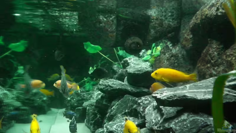 Besatz im Aquarium Becken 16651 von Thomas Dietrich (38)