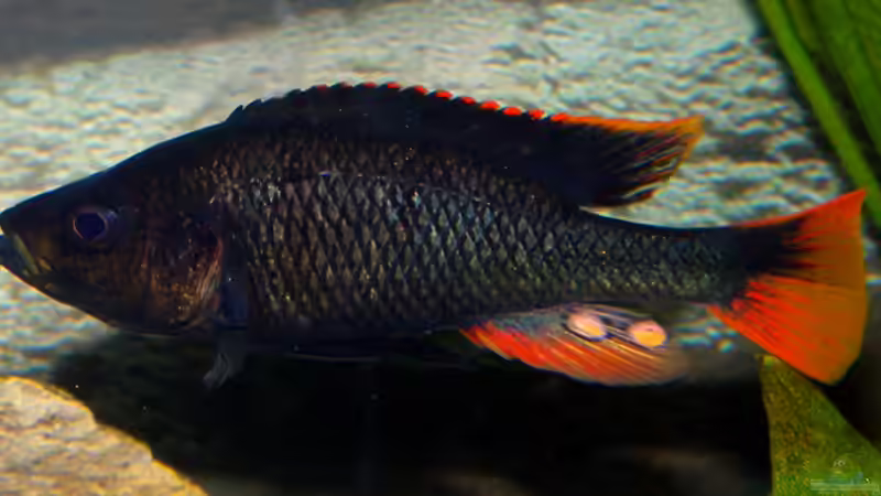 Besatz im Aquarium Becken 16656 von Vicifreak (5)