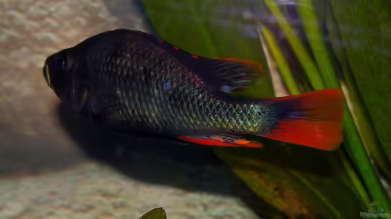 Besatz im Aquarium Becken 16656 von Vicifreak (6)