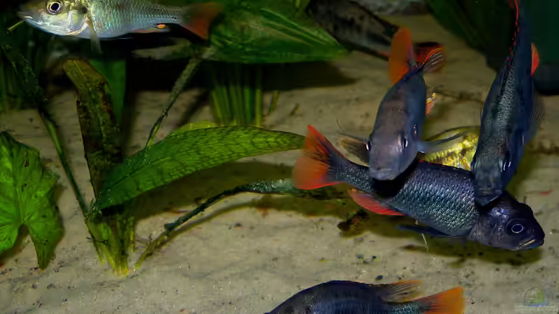 Besatz im Aquarium Becken 16656 von Vicifreak (8)