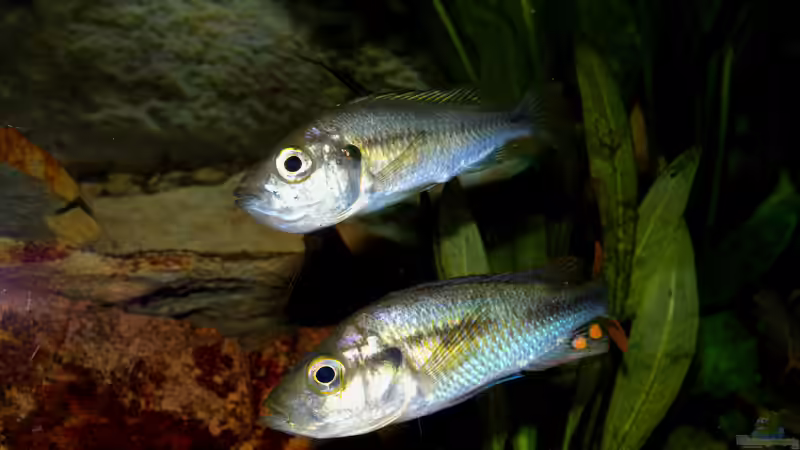 Besatz im Aquarium Becken 16656 von Vicifreak (9)