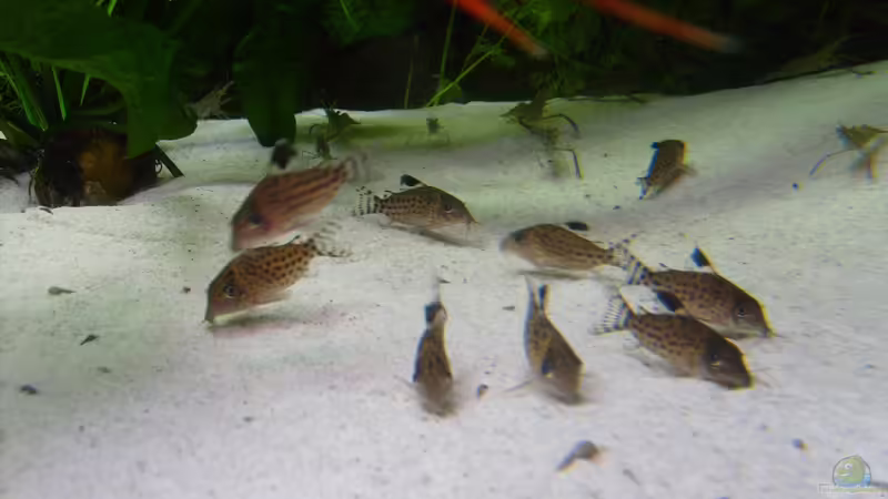 Besatz im Aquarium Becken 16666 von Andreas L (31)