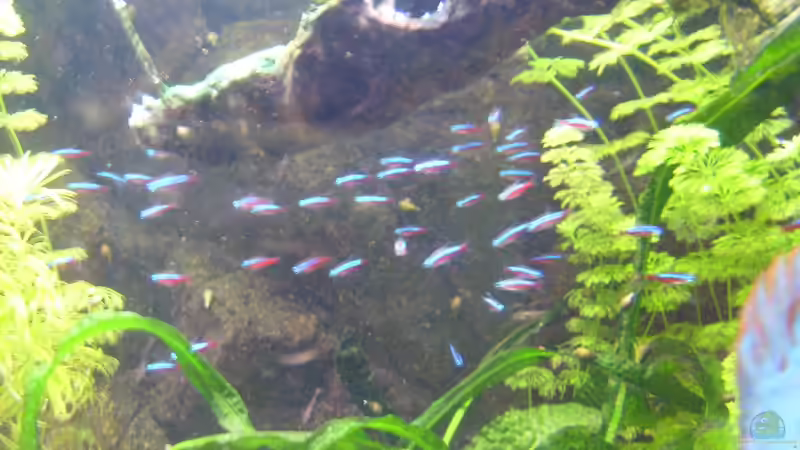 Besatz im Aquarium Becken 16666 von Andreas L (32)