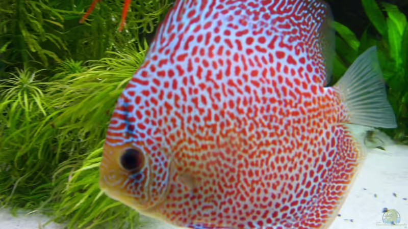 Besatz im Aquarium Becken 16666 von Andreas L (33)