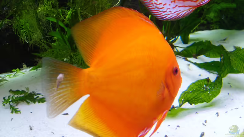 Besatz im Aquarium Becken 16666 von Andreas L (35)