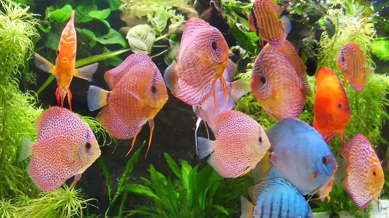 Besatz im Aquarium Becken 16666 von Andreas L (36)