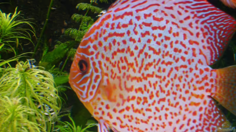 Besatz im Aquarium Becken 16666 von Andreas L (38)