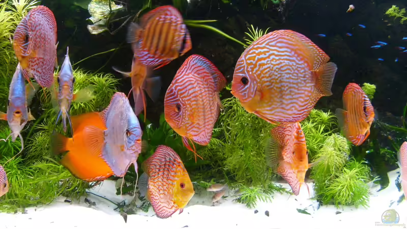 Besatz im Aquarium Becken 16666 von Andreas L (39)