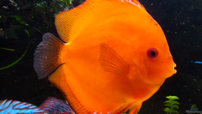 Besatz im Aquarium Becken 16666 von Andreas L (42)