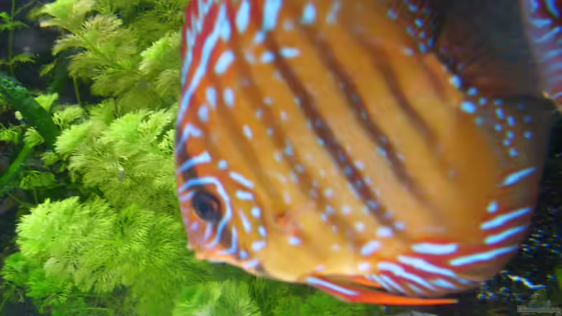 Besatz im Aquarium Becken 16666 von Andreas L (43)