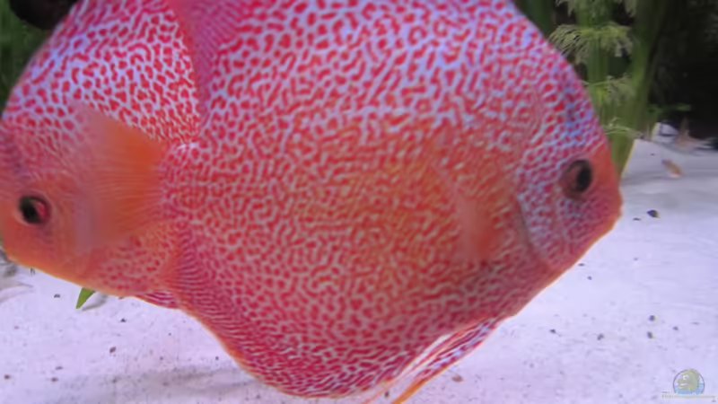 Besatz im Aquarium Becken 16666 von Andreas L (44)