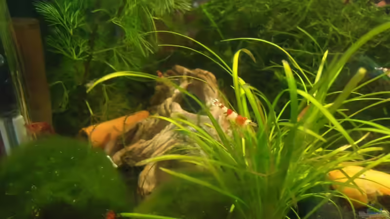 Besatz im Aquarium Becken 16732 von manala (12)