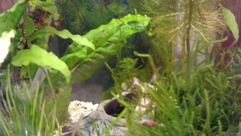 Besatz im Aquarium Becken 16732 von manala (19)