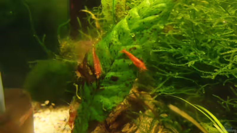 Besatz im Aquarium Becken 16732 von manala (31)