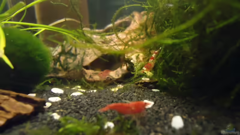 Besatz im Aquarium Becken 16732 von manala (32)