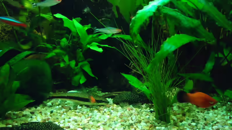 Besatz im Aquarium Becken 16752 von manala (25)