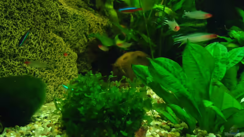 Besatz im Aquarium Becken 16752 von manala (26)
