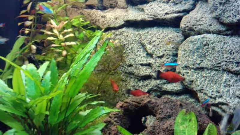 Besatz im Aquarium Becken 16752 von manala (35)